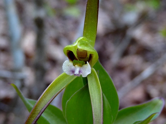 {Isotria verticillata}